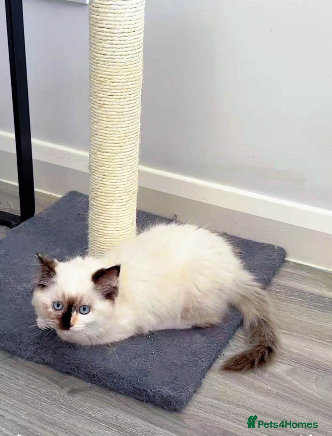 Ragdoll cats for sale: Last lovely ragdoll girl is waiting for U - Image 11