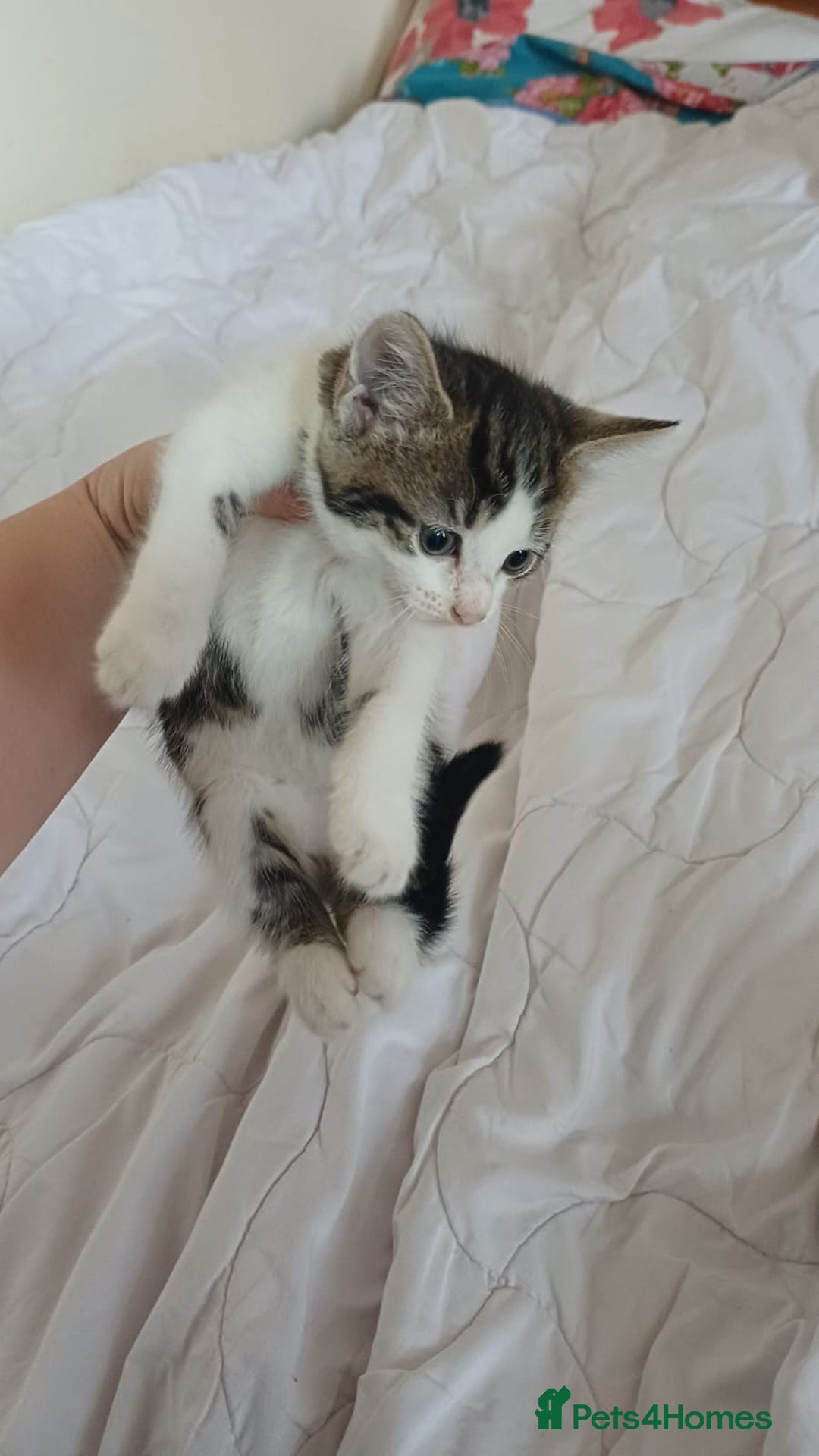 Mixed Breed cats for sale: Kitty  - Image 2
