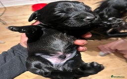 Cocker Spaniel dogs for sale: Cocker spaniel puppies - Image 17