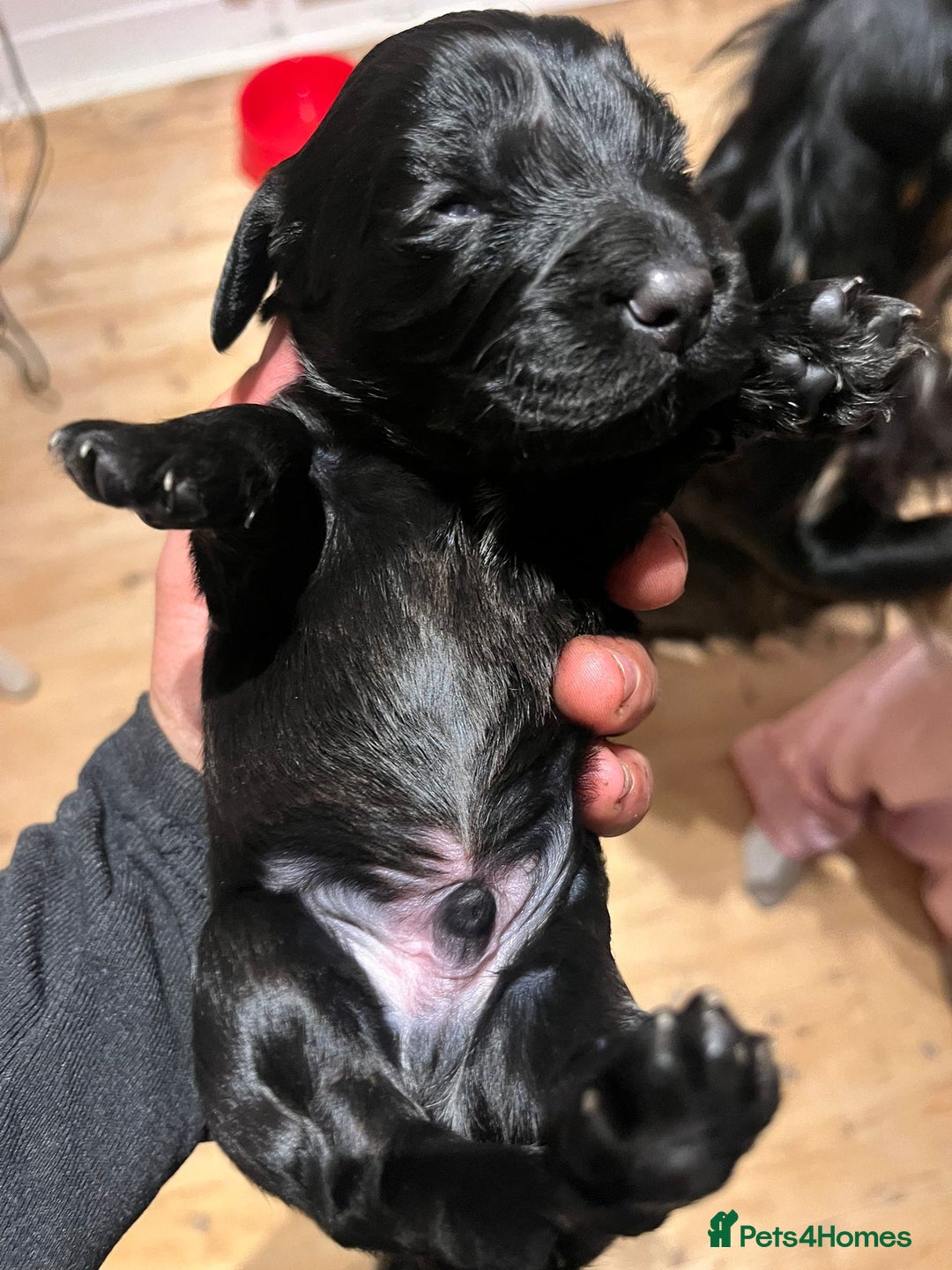 Cocker Spaniel dogs for sale: Cocker spaniel puppies - Image 17
