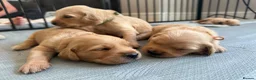 Golden Retriever dogs for sale: Golden Retriever puppies available July - Advert 3