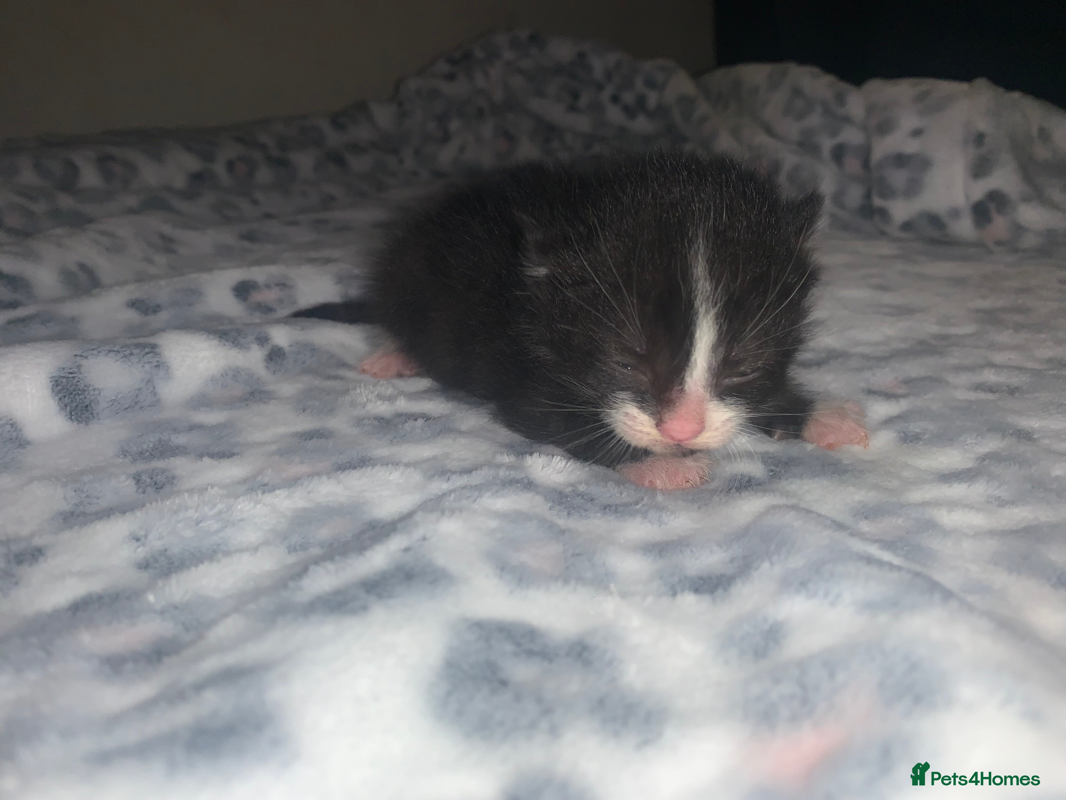 Mixed Breed cats black and white kittens  - Advert 15