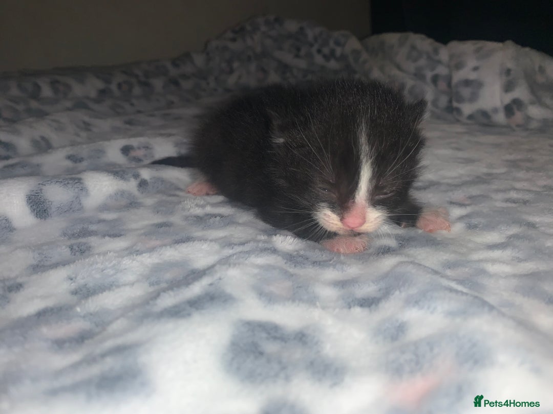 Mixed Breed cats for sale: Bright tabby’s and black kittens  - Advert 39