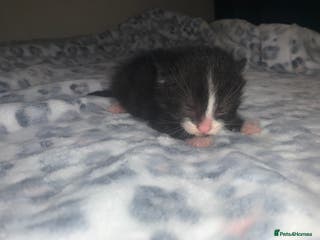 Mixed Breed cats black and white kittens - Advert 15