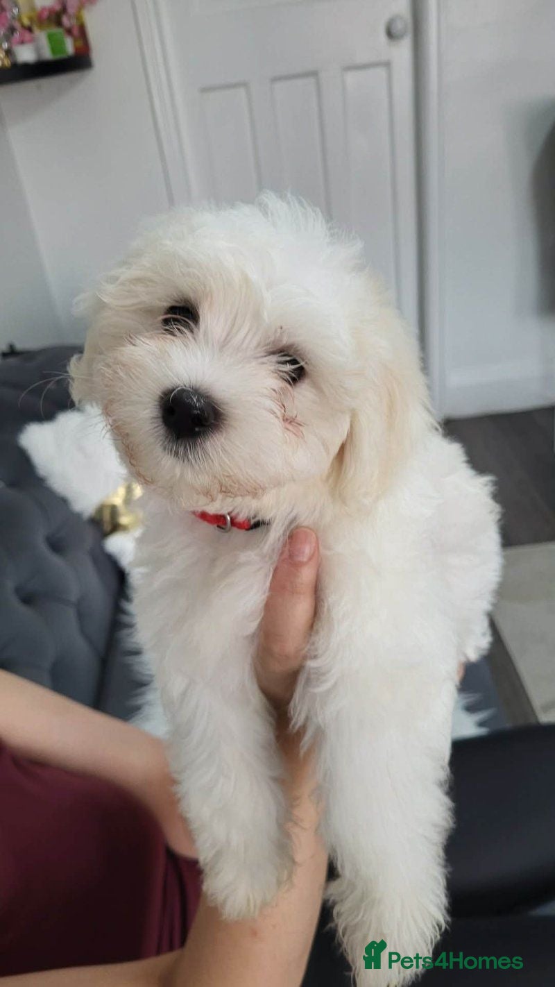 Maltese dogs Pure Bred Maltese Puppies for sale - Advert 1