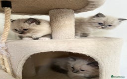 Ragdoll cats for sale: Meet Special Joy - Image 18