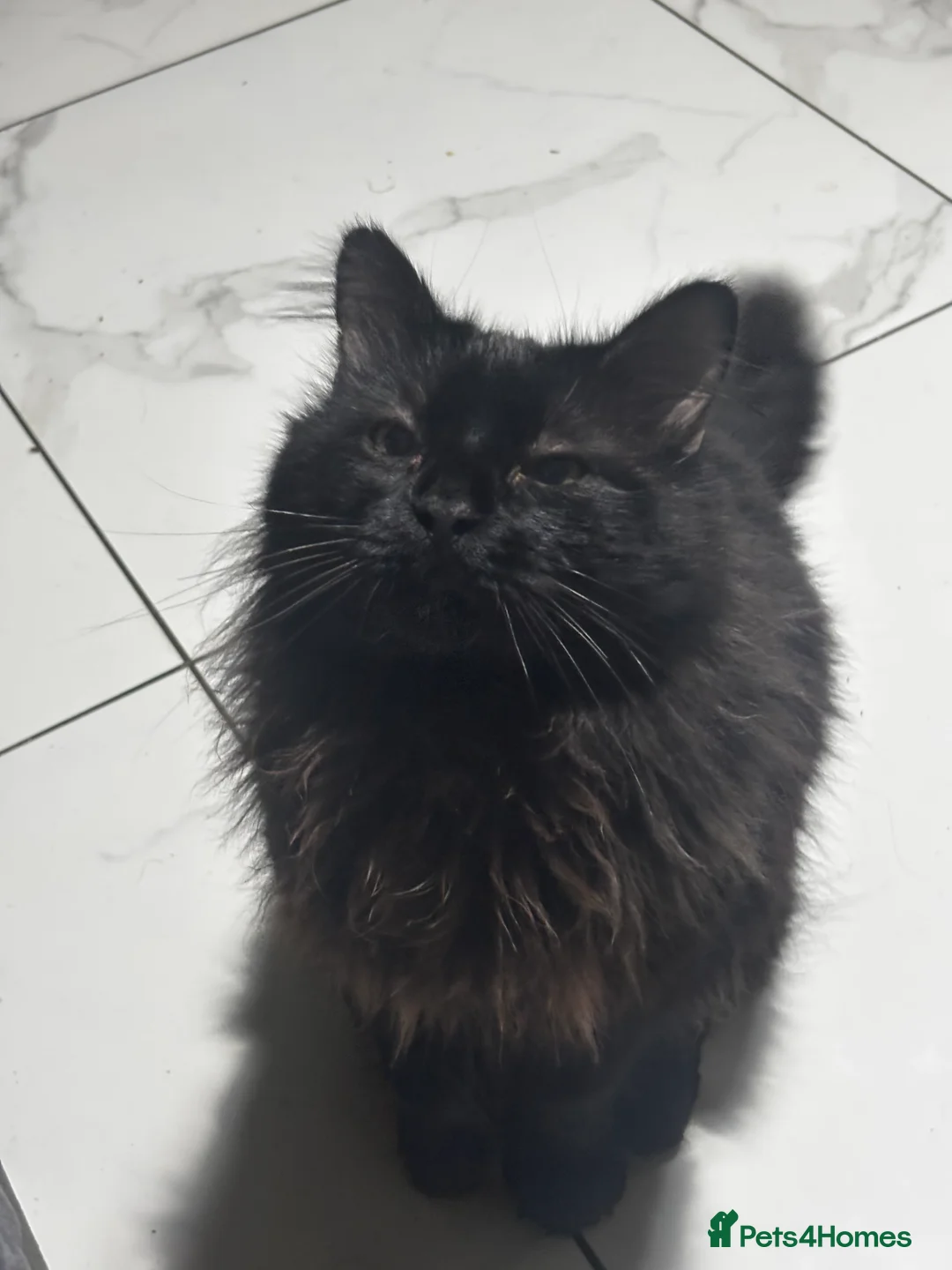 Norwegian Forest Cat cats for sale: norwegian mixes   - Advert 5