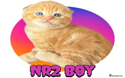 Scottish Fold cats for sale: 3 Scottish Fold Boys STILL AVAILABLE - Image 1