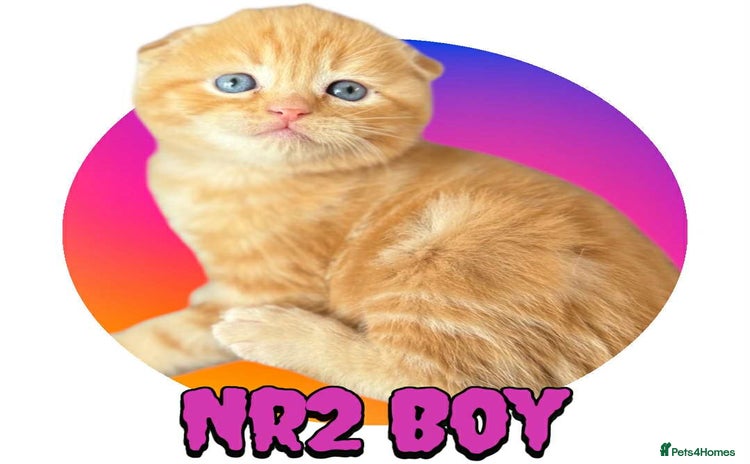 Scottish Fold cats - Advert 2