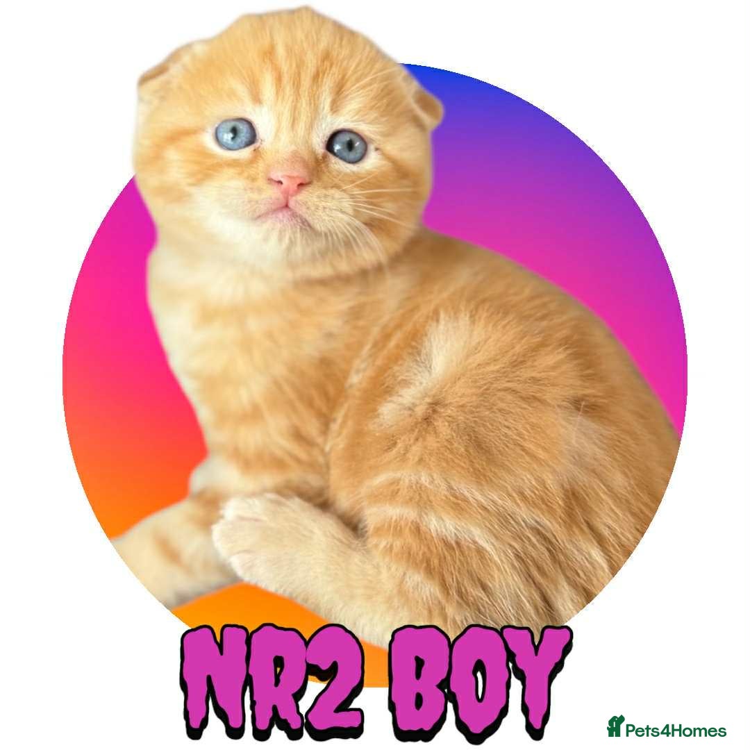 Scottish Fold cats for sale: 3 Scottish Fold Boys STILL AVAILABLE - Image 1