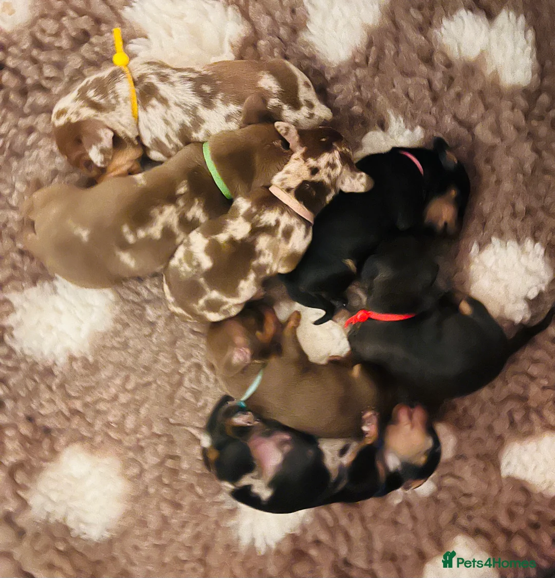 Miniature Dachshund dogs for sale: 7 mini dachshunds Exeter Devon  - Advert 6