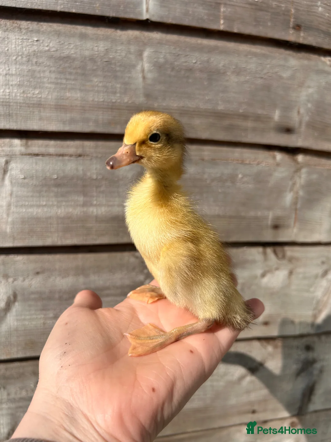 Ducks poultry for sale: Runner ducklings - Advert 1