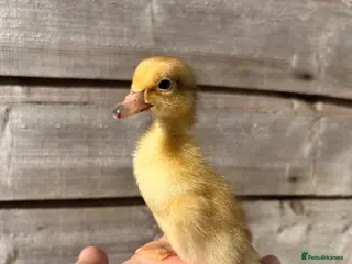 Ducks poultry Runner ducklings - Advert 15