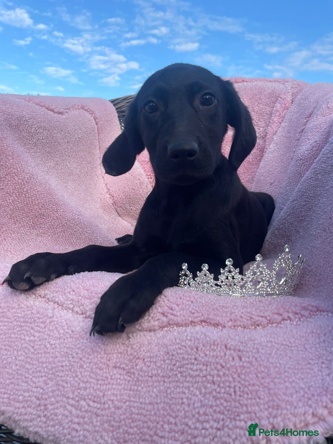 Labrador Retriever dogs for sale: Two Adorable Labrador Puppies - Image 11