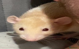 Rat rodents for sale: 2 rats for sale that need a home. - Image 3