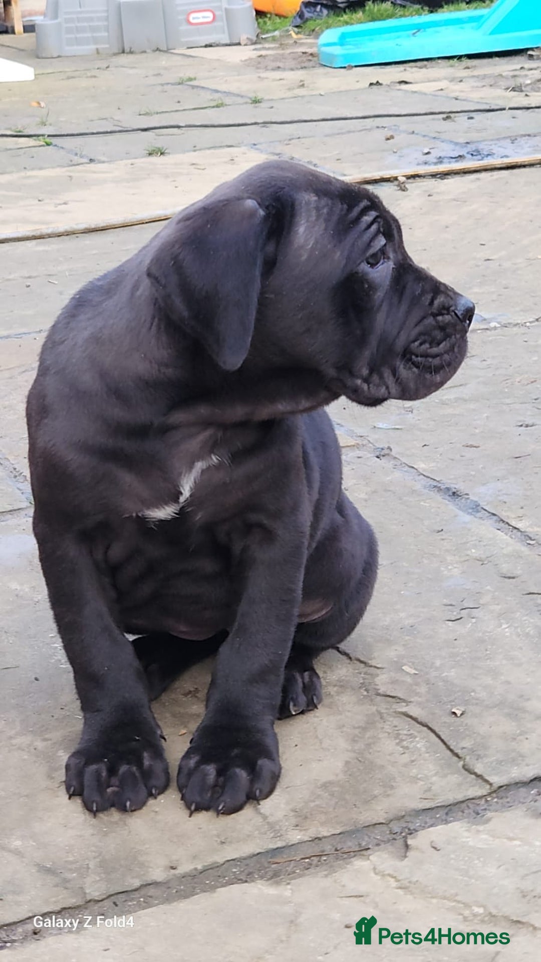 Cane Corso dogs for sale: Champion Blood Line Cane Corso Puppies - Advert 12
