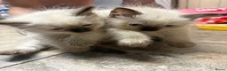 Ragdoll cats for sale: Male Ragdoll Kittens Ready Now - 2 Remaining  - Advert 12