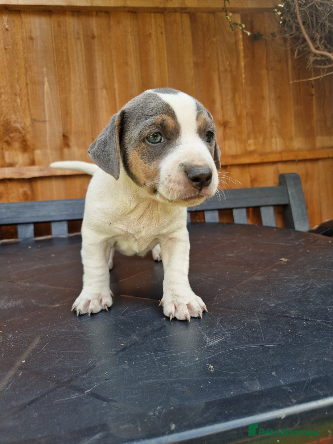 Jack Russell dogs for sale: Pure Jack Russells Rare colored  - Image 10