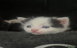 Mixed Breed cats for sale: 4 beautiful kittens  - Image 5