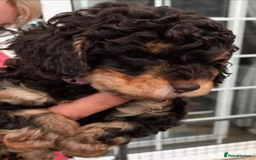 Toy Poodle dogs for stud: KC registered poodle studs in Bolton - Image 6