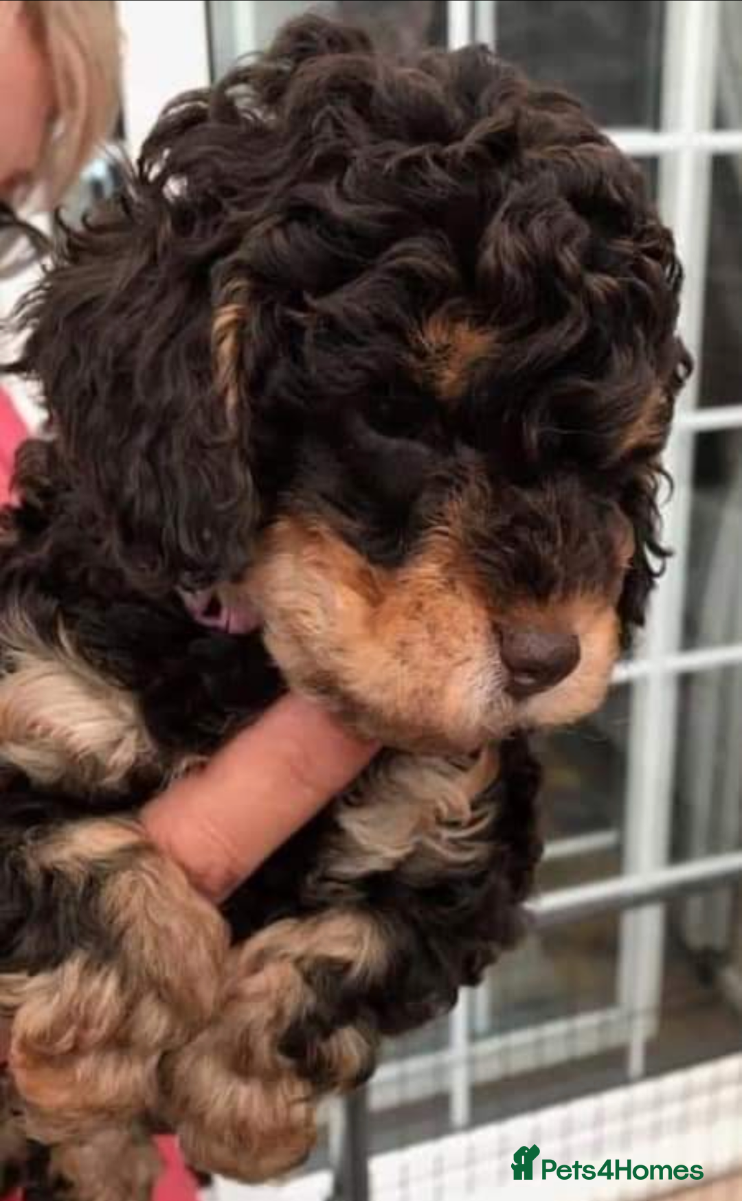 Toy Poodle dogs for stud: KC registered poodle studs in Bolton - Image 6
