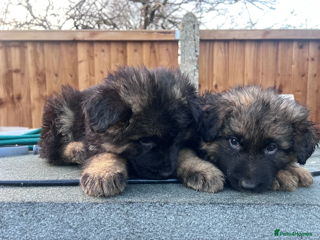 German Shepherd dogs for sale: German Shepherd puppies  - Advert 13