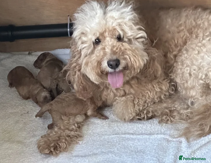 Cockapoo dogs Smart, Sweet & Snuggly-Fluffy Cockapoo Cuties - Advert 1