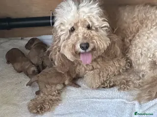 Cockapoo dogs Smart, Sweet & Snuggly-Fluffy Cockapoo Cuties - Advert 1