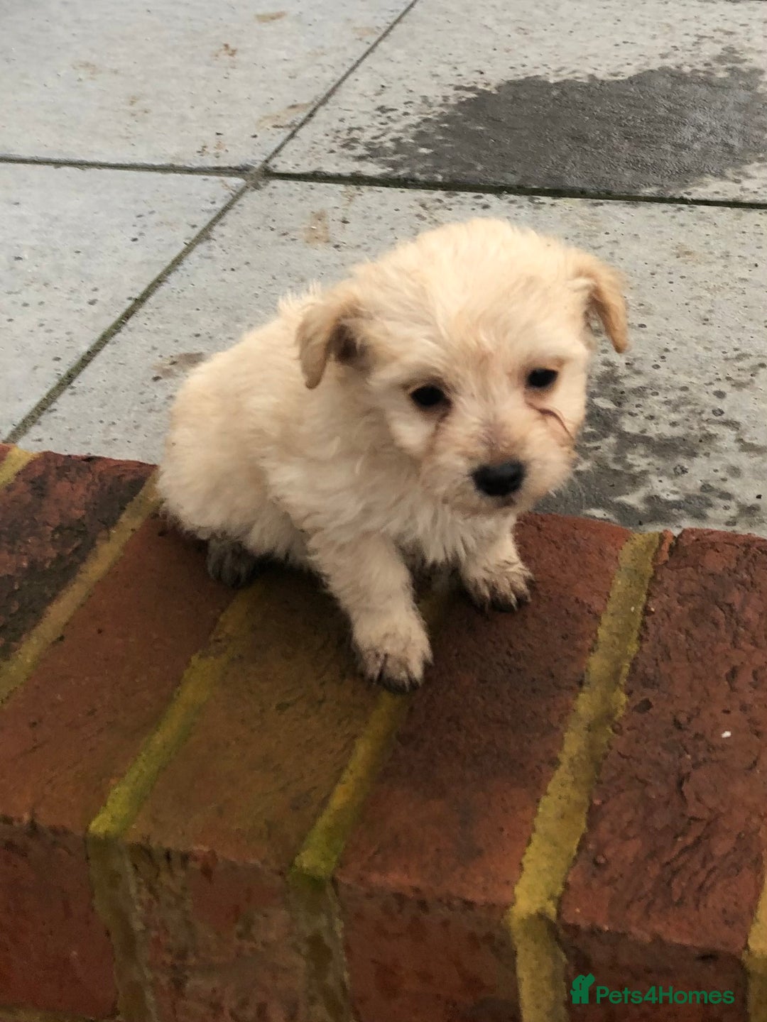 Jackapoo dogs for sale: 6 beautiful jackapoo pups - Image 8