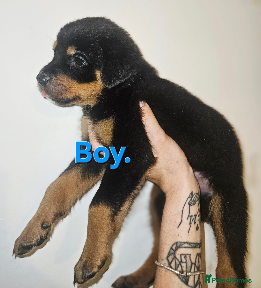 Rottweiler dogs for sale: READY NOW- Beautiful Rottweiler Puppies - Image 37