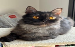 Mixed Breed cats for adoption: Beautiful grumpy-face Elba is a lovebug  - Image 4