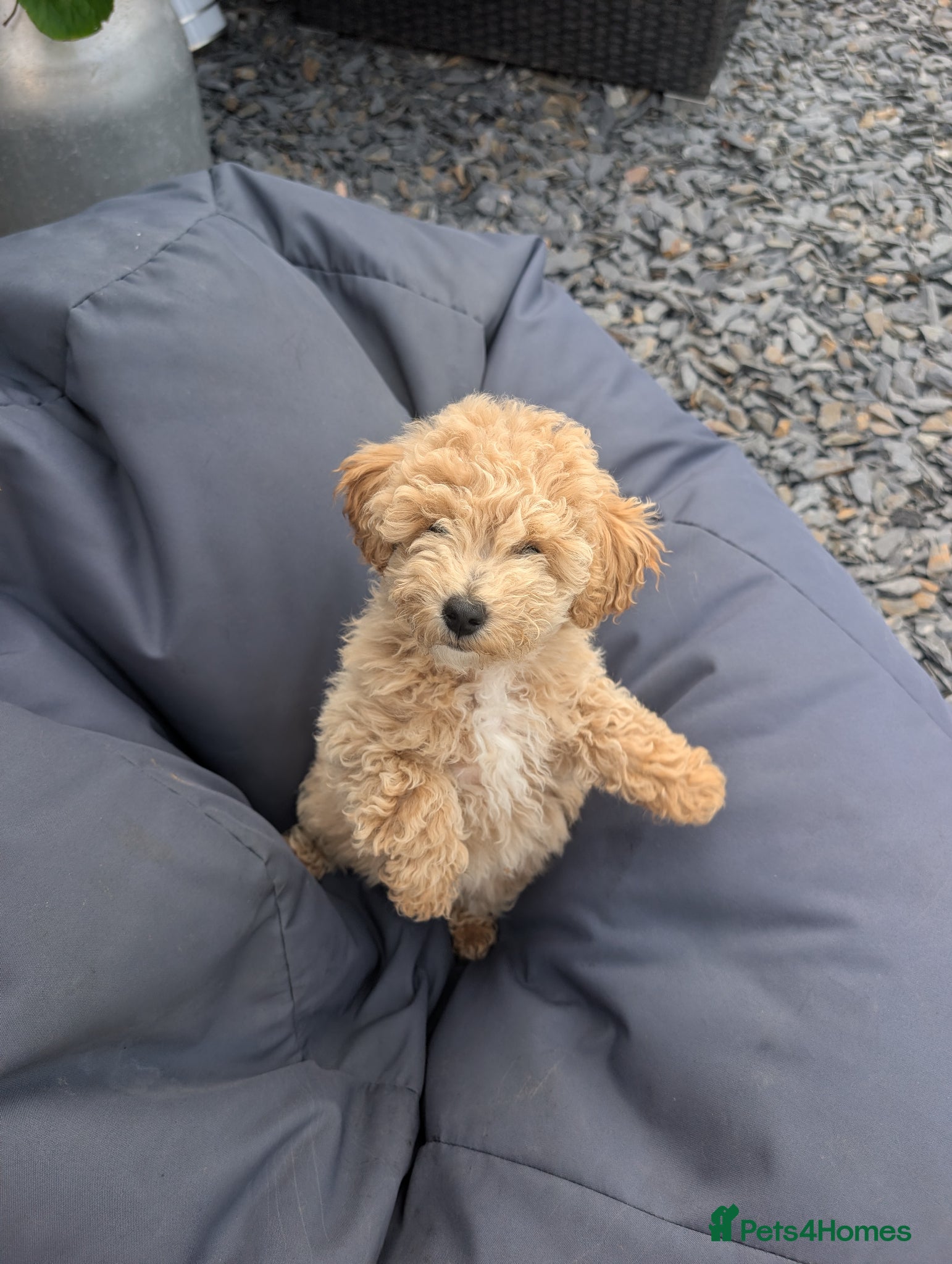 Poochon dogs 1 Beautiful 💖 poochon puppie  - Advert 7