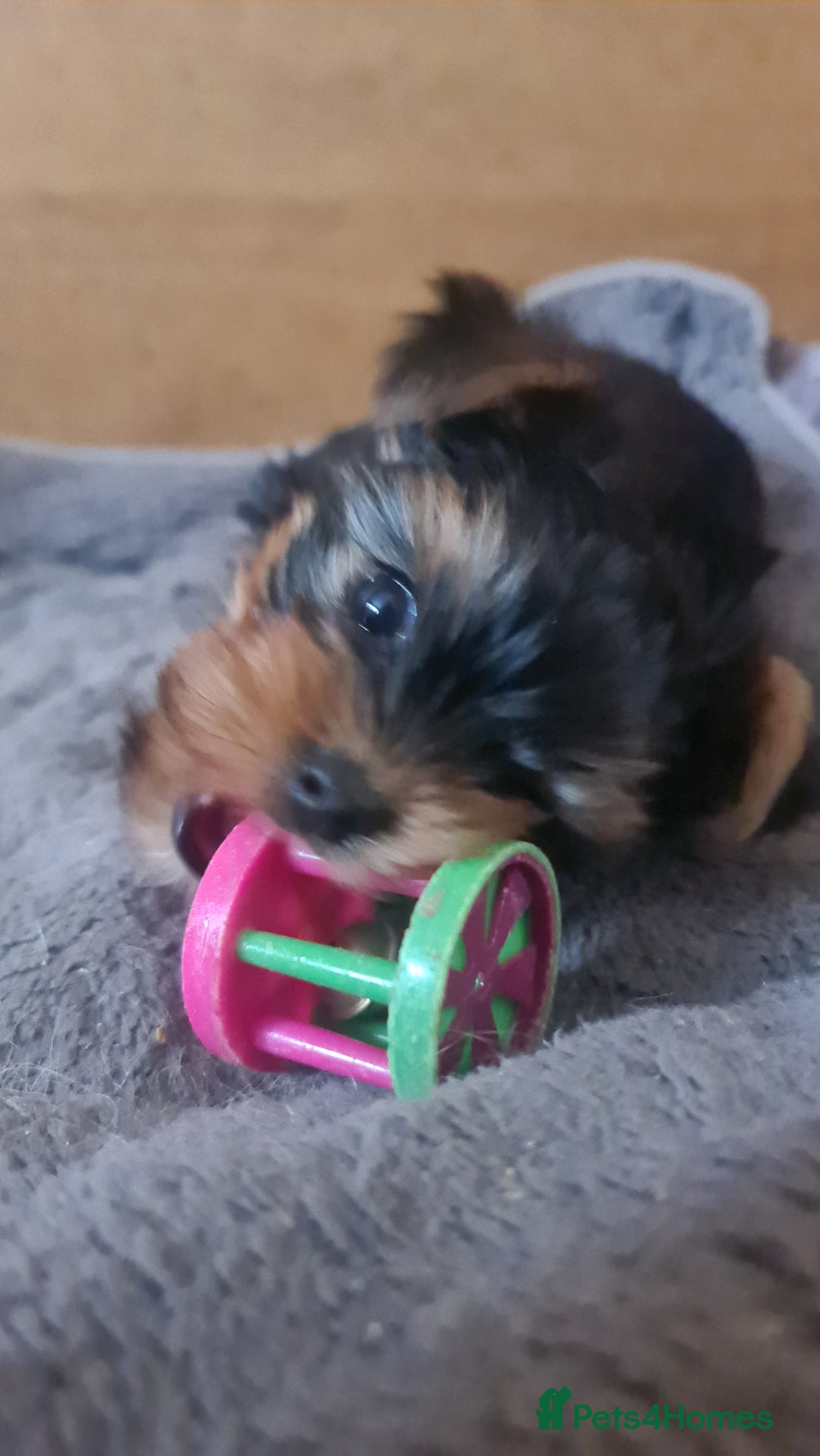 Yorkshire Terrier dogs for sale: Yorkie Terrier Puppy for Sale - Advert 5
