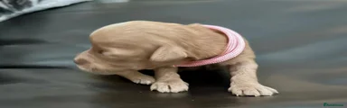 Labradoodle 5