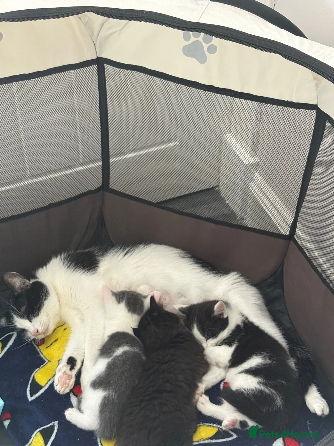 Mixed Breed cats for sale: Beautiful Baby Kittens for Sale - Advert 2