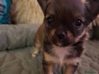 Chihuahua dogs Beautiful full pedigree chihuahua boy x1 - Advert 1