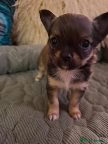Chihuahua dogs Beautiful full pedigree chihuahua boy x1 - Advert 1
