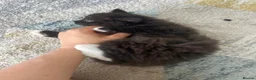 Mixed Breed cats for sale: Adorable Mixed Breed Kittens Ready For New Homes - Advert 10