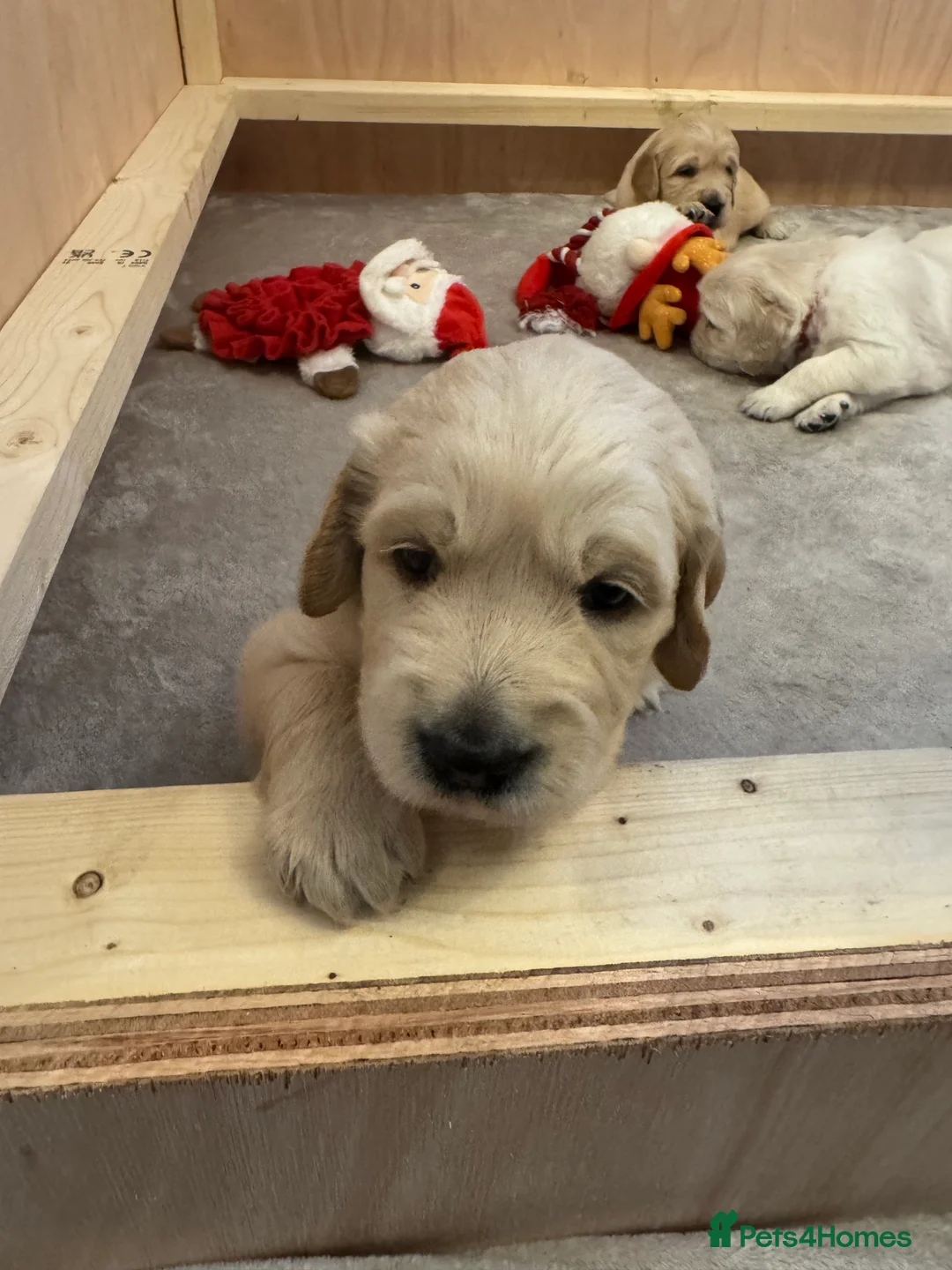 Golden Retriever dogs for sale: Beautiful KC registered Golden Retriever puppies - Advert 4
