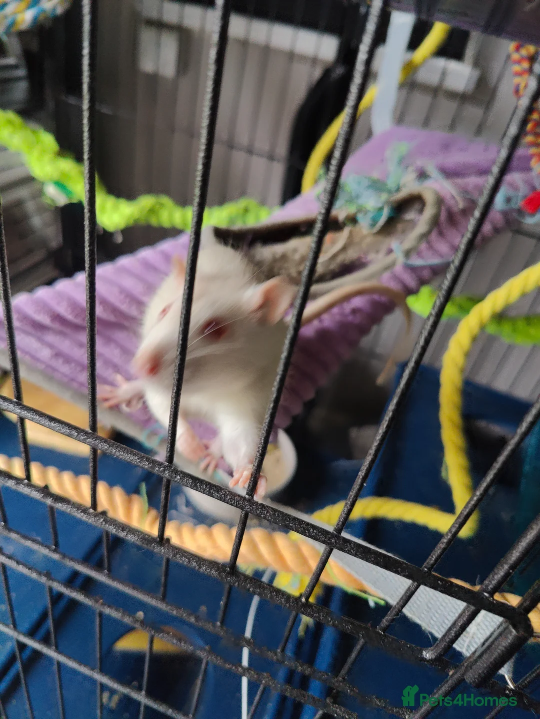 Rat rodents for sale: Pair of female rats in Whitehaven - Advert 1