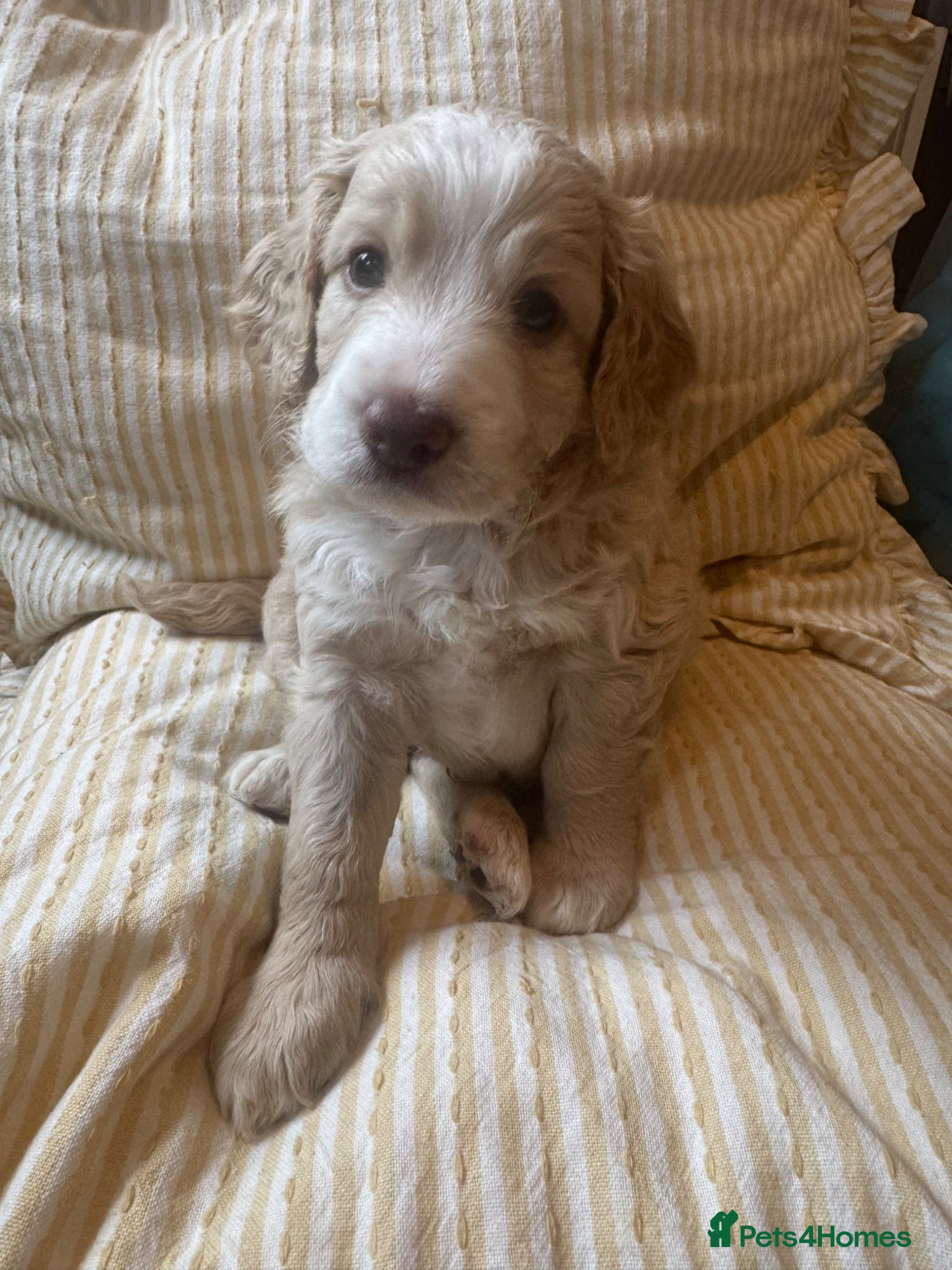 Cockapoo dogs Beautiful F2b Cockapoo puppies - Advert 2