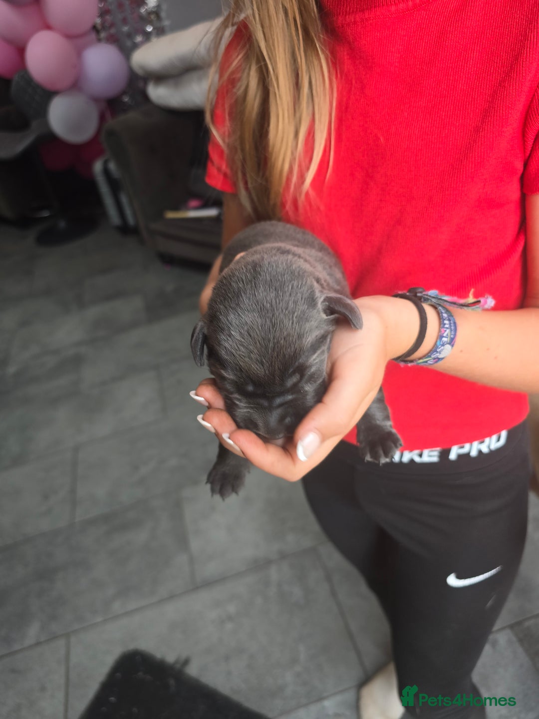 Labrador Retriever dogs for sale: Gorgeous top pedigree charcoal champagne Labrador - Image 10