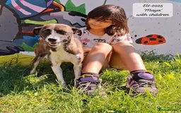 Mixed Breed dogs for adoption: Maya, 1 yr old approx, Available for adoption. - Image 4