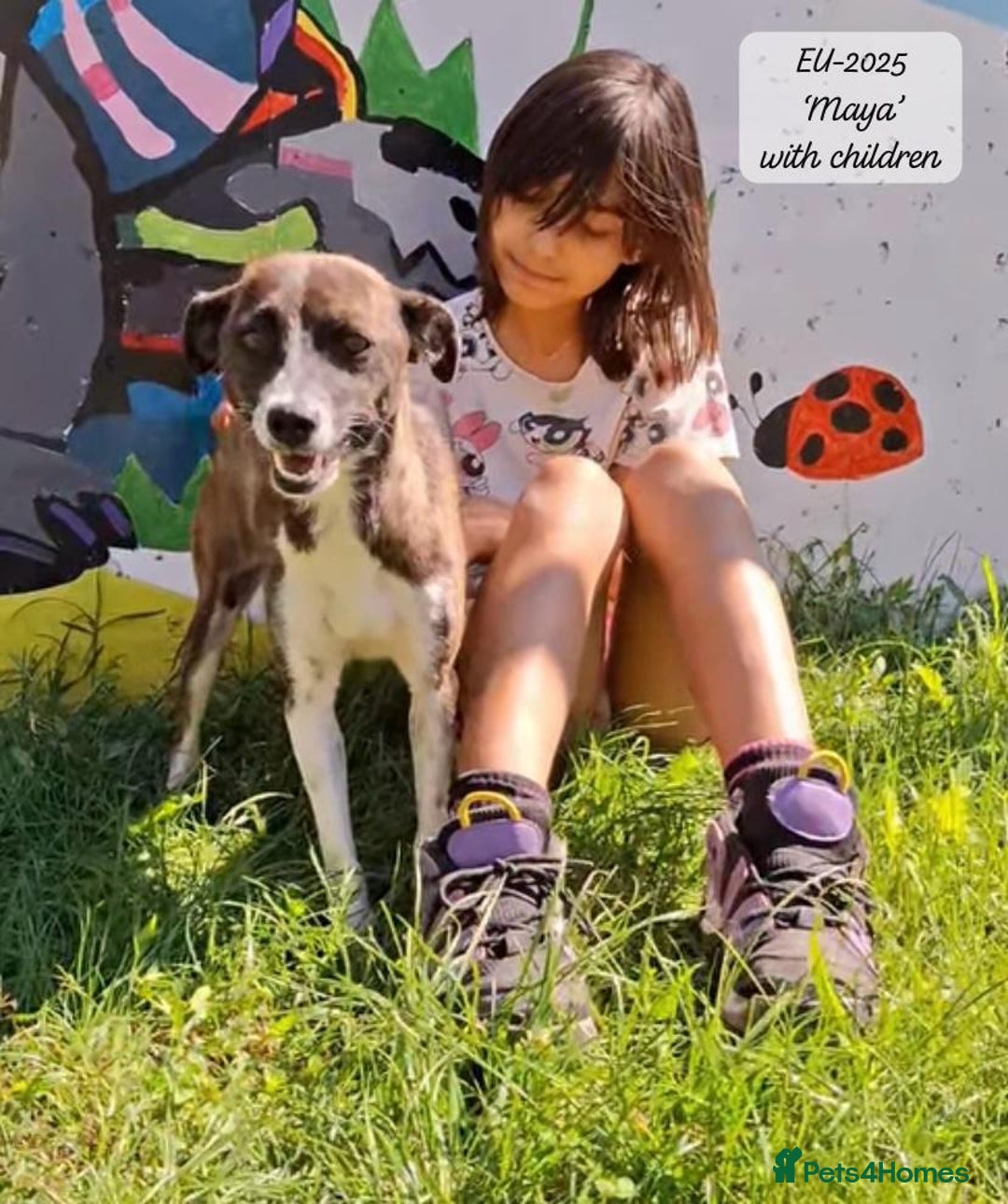 Mixed Breed dogs for adoption: Maya, 1 yr old approx, Available for adoption. - Image 4