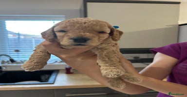 Cockapoo dogs - Advert 15