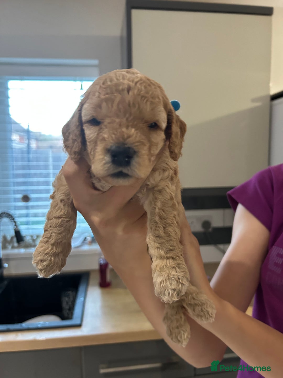 Cockapoo dogs for sale: Cockapoo boys - Image 4