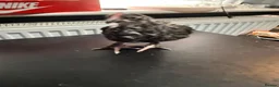 Chickens poultry for sale: Multi coloured mixed breed hybrid chicks  - Advert 18