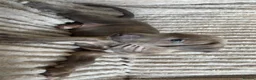 Mixed Breed dogs for sale: Bull lurchers  - Advert 12