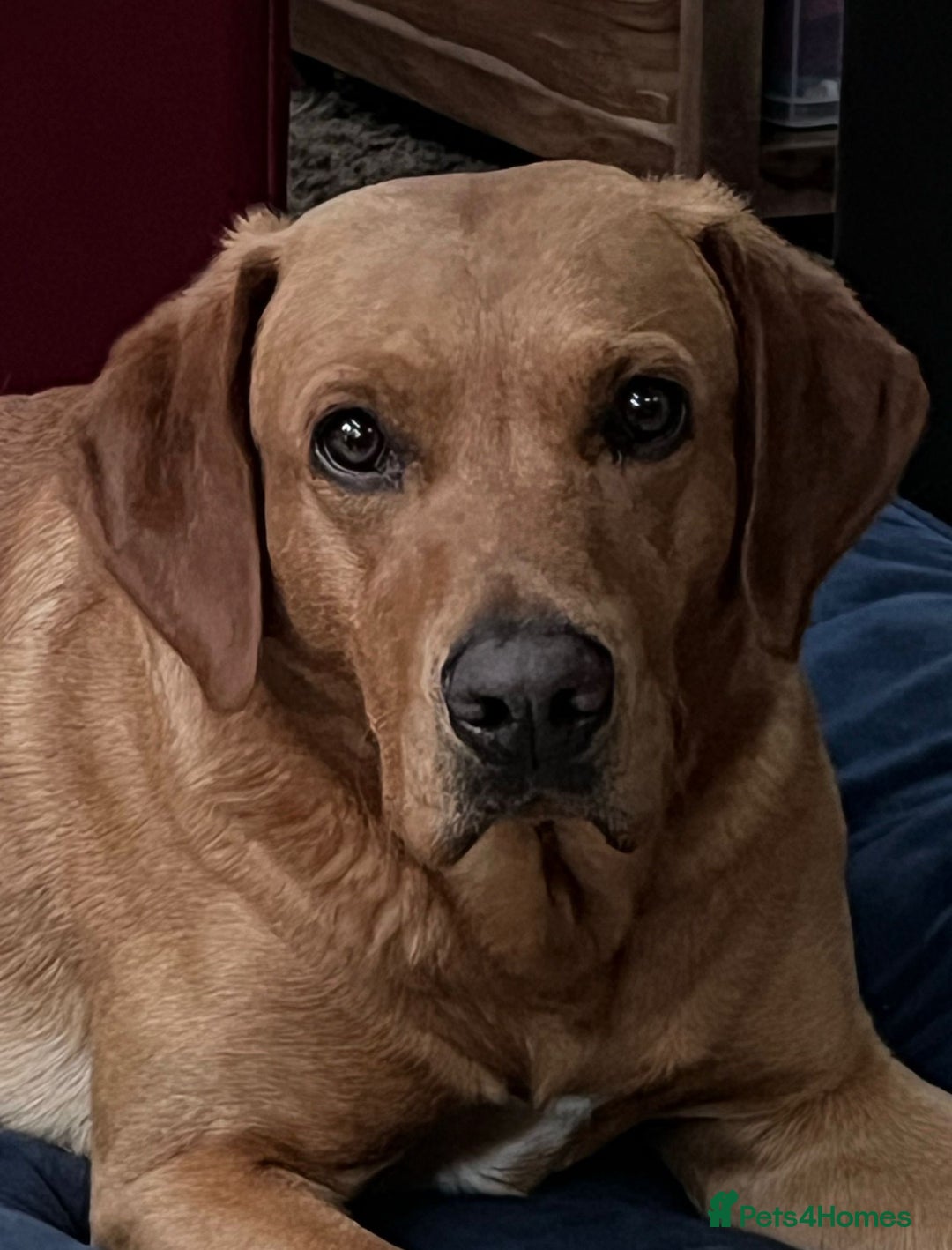 Labrador Retriever dogs for sale: Beautiful fox red puppies  - Advert 24