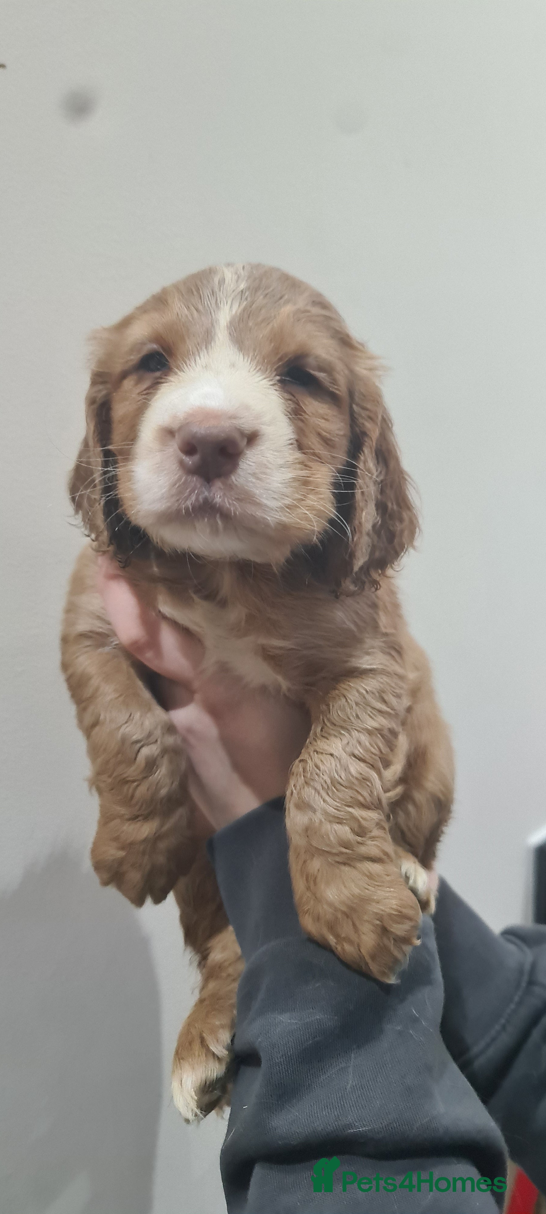 Cocker Spaniel dogs Beautiful KC Cocker Spaniel Puppies for sale  - Advert 3